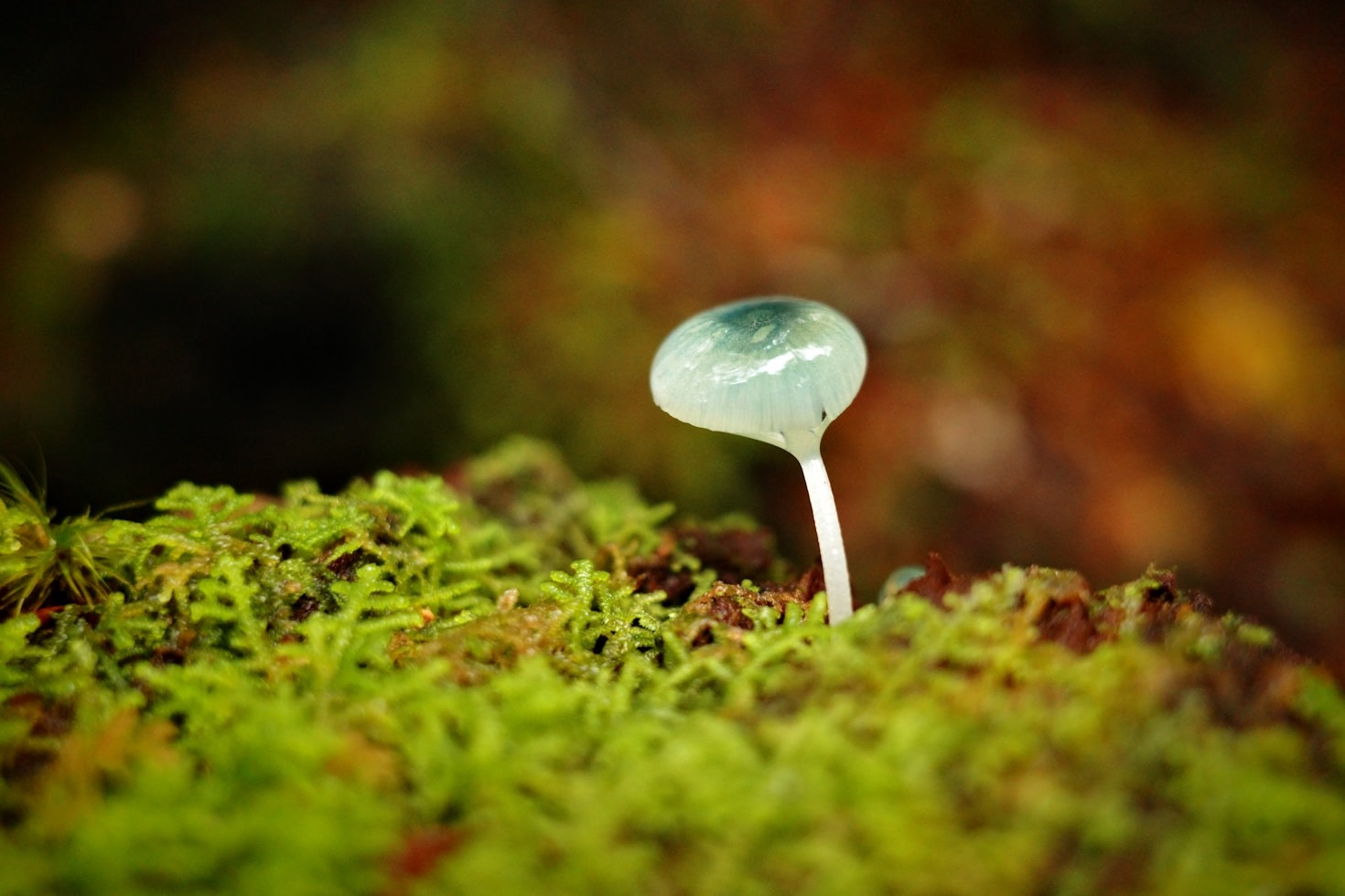 Come iniziare la fotografia macro professionale