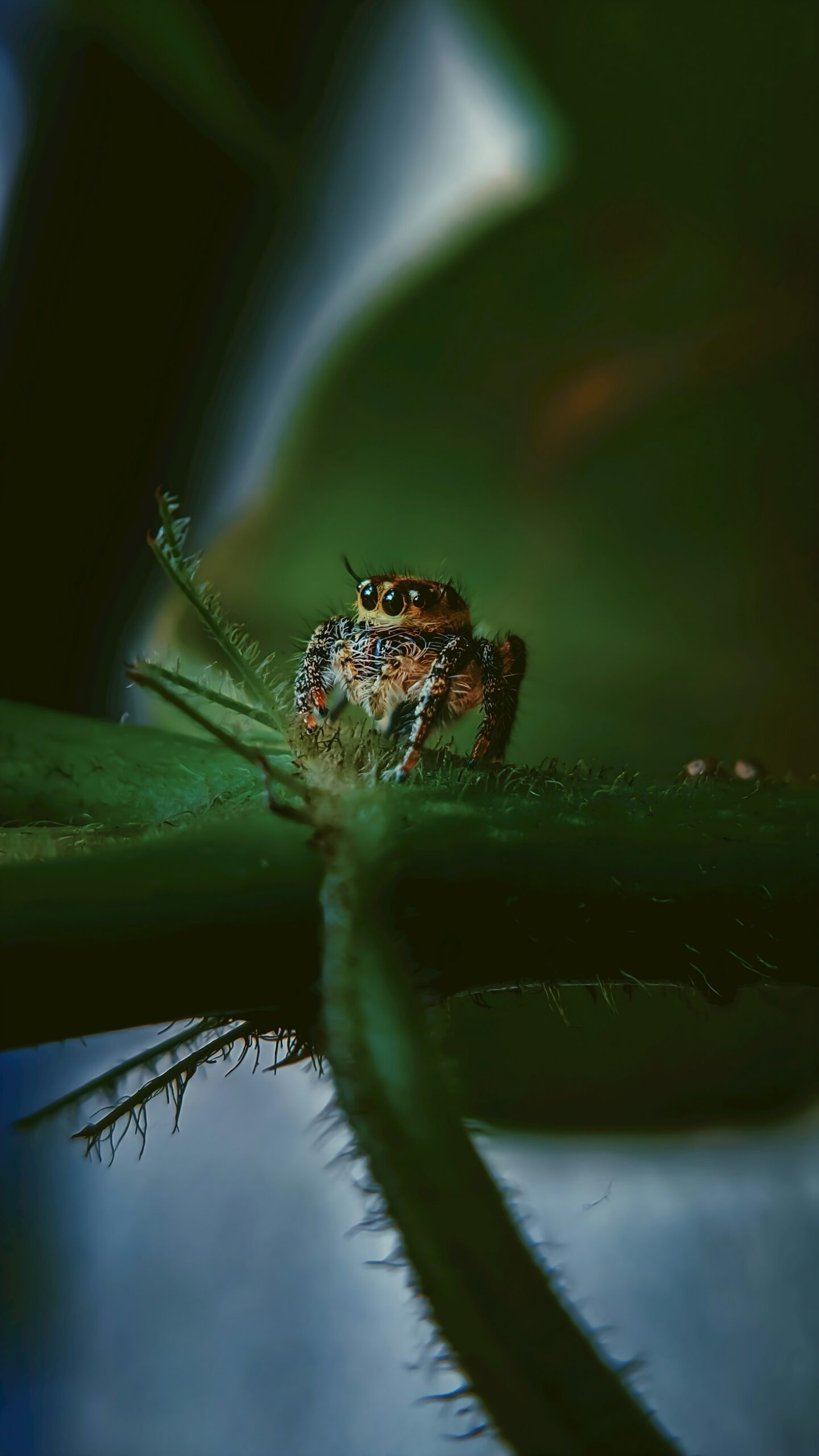 L’importanza della luce nella fotografia ravvicinata